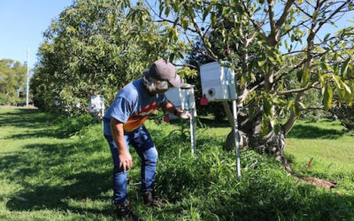 Avocado farmer swears by native bees to pollinate his crop